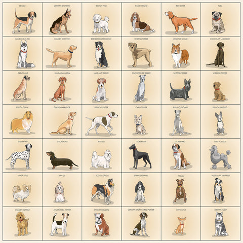 Carta Bella - Best In Show - 12x12 Single Sheet / Best Friend Breeds